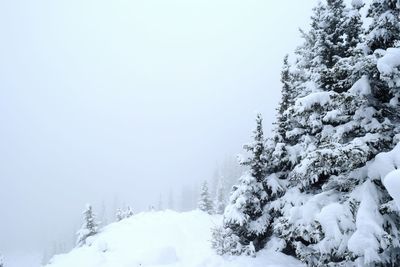 Snow covered trees on mountain