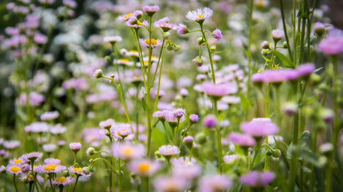 Close-up of purple flowering plants on field