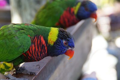 Close-up of rainbow lorikeet