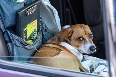 Close-up of a dog looking away