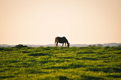 Horses in a field