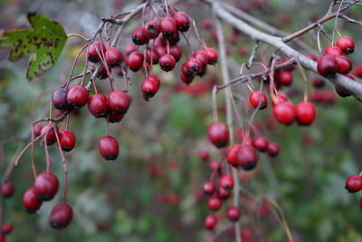 Close-up of red berries growing on tree