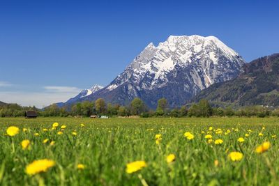 View of yellow flowers growing in field