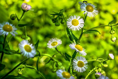 Close-up of white flowering plants