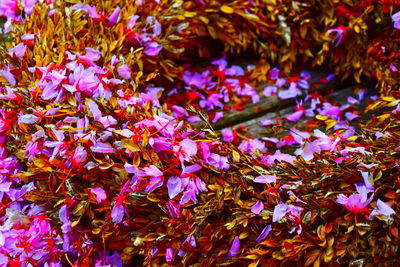 Close-up of pink flowering plants