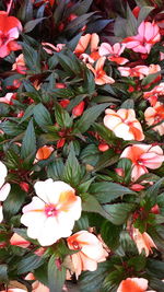 Close-up of white flowers blooming outdoors