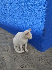 White cat looking away while sitting on wall