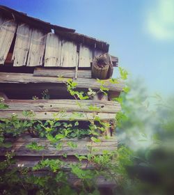 Low angle view of plants against built structure