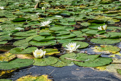 Water lilies