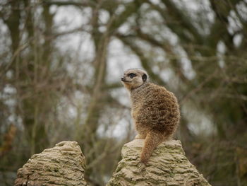 Close-up animal sitting on rock