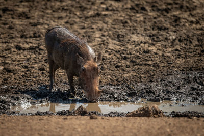 Common warthog stands drinking from muddy waterhole