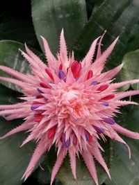 Close-up of pink flowers