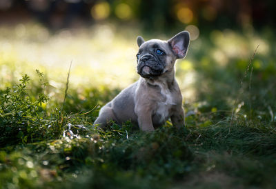 Portrait of dog on field