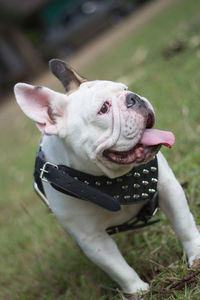 Close-up of bulldog standing on grassy field