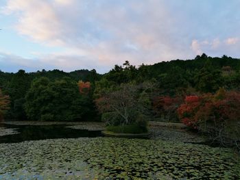 Scenic view of trees against sky