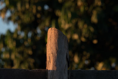 Close-up of tree stump