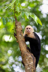 Colombian white faced capuchin cebus capucinus on tree, manuel antonio park, costa rica wildlife