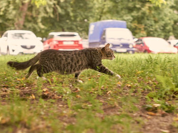 Side view of a cat on field