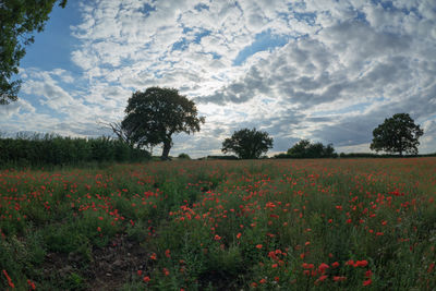 Scenic view of flowering trees on field against sky