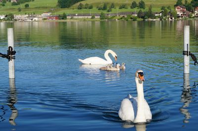 Swans swimming in lake