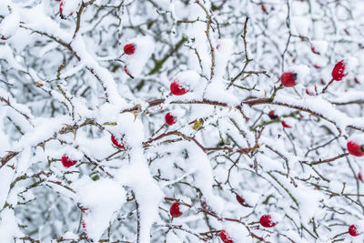 Snow covered tree against sky