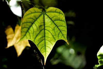 Close-up of maple leaves