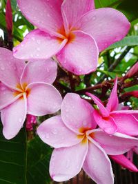 Close-up of wet pink flowers blooming outdoors