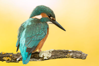 Close-up of bird perching on wood