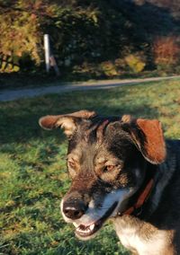 Close-up of dog on field