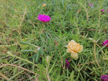 Close-up of pink flowering plants on land