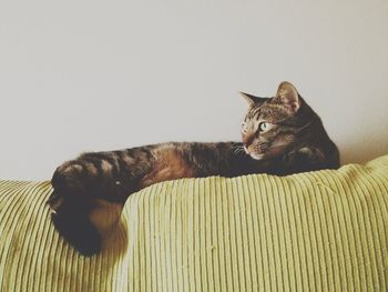 Portrait of cat resting on tiled floor