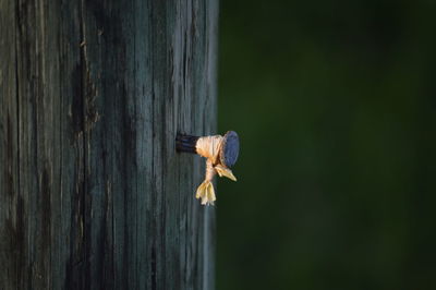 Close-up of nail on wood