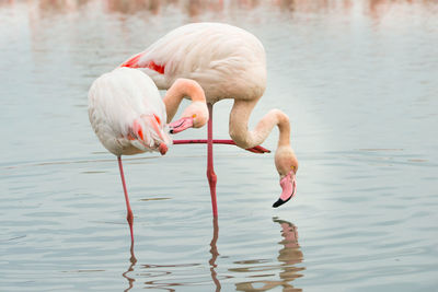 Flamingos in the camarque in southern france, wildlife provence