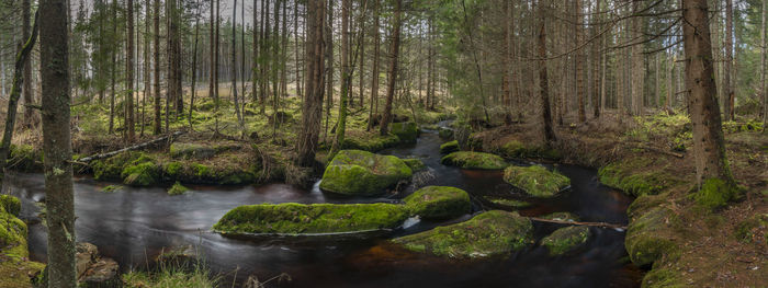 Stream amidst trees in forest