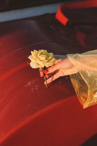 Close-up of hand holding flower plant