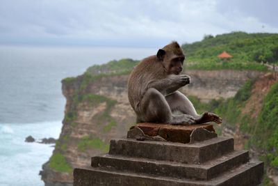 Monkey sitting in a sea against sky