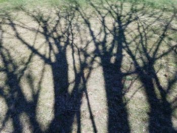 Shadow of bare tree on field