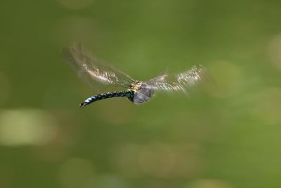 Close-up of insect on plant