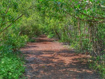 Footpath amidst trees in forest