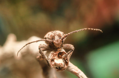 Close-up of dried plant