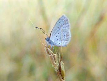 Close-up of butterfly perching on leaf