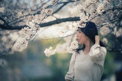 Close-up of cherry blossoms on tree