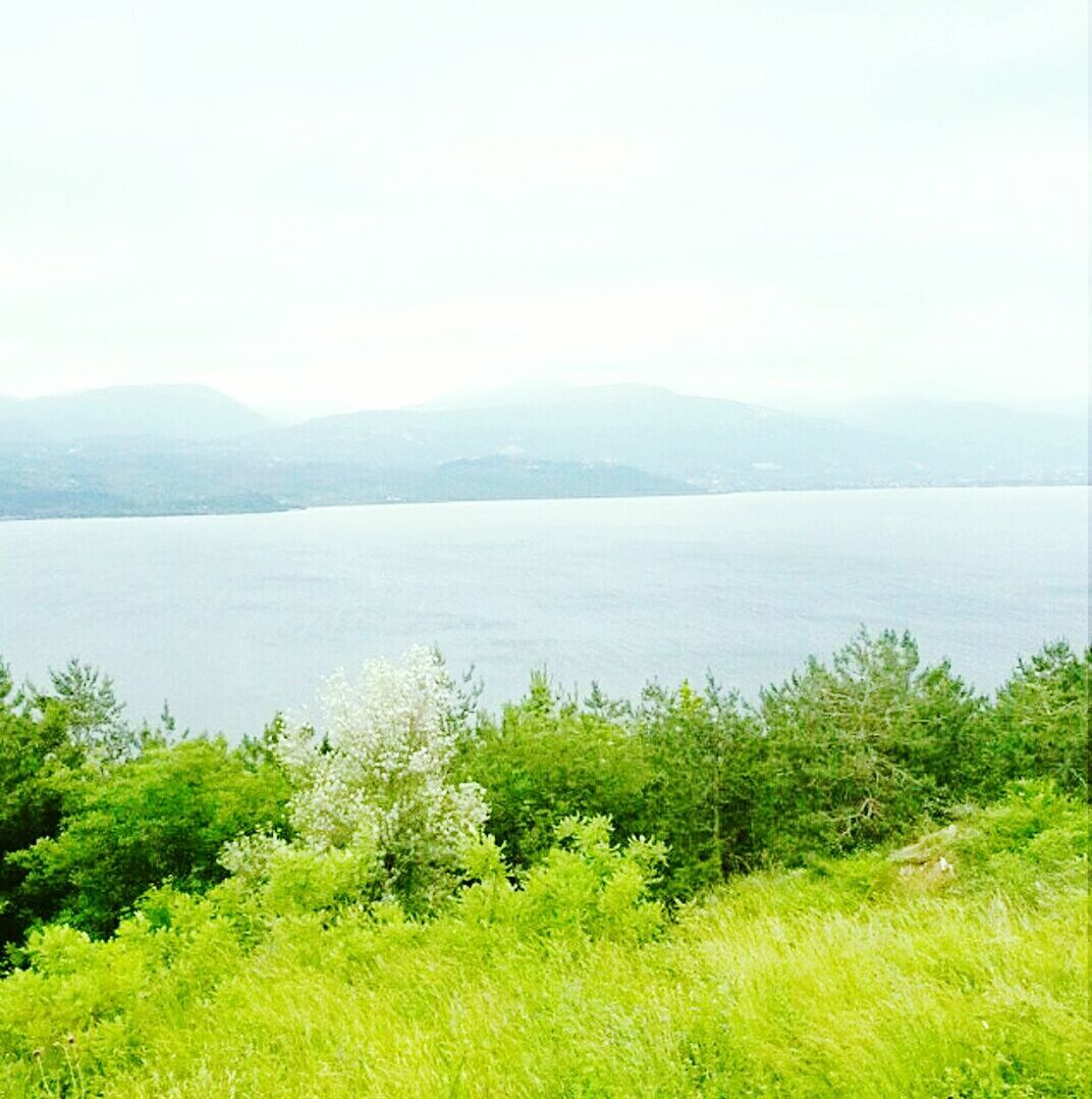 nature, water, growth, beauty in nature, scenics, tranquil scene, day, tranquility, no people, tree, lake, sky, grass, outdoors, nature reserve