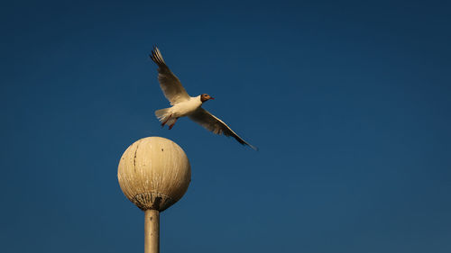 Low angle view of seagull flying