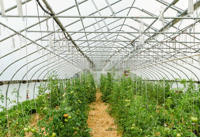 Low angle view of plants