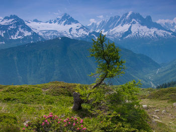 Vallorcine,haute savoie,france