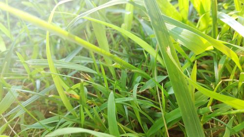 Close-up of fresh green grass in field