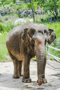 Elephant standing in zoo