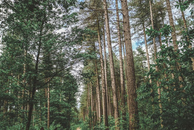 Low angle view of pine trees in forest