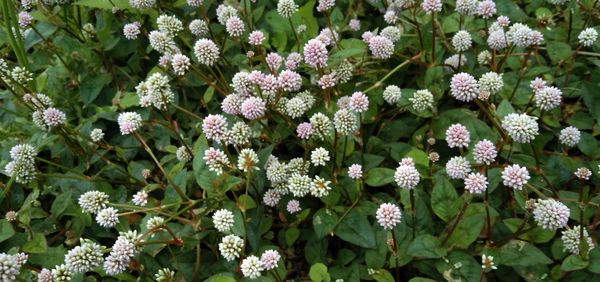 Close-up of white flowering plants